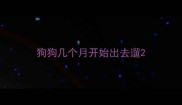 狗狗几个月开始出去遛