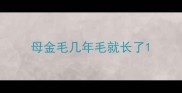 母金毛几年毛就长了