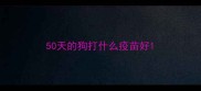 50天的狗打什么疫苗好