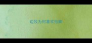 边牧为何喜欢抱脚