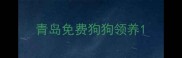 青岛免费狗狗领养