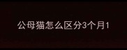 公母猫怎么区分3个月