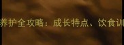 边境牧羊犬5个月大养护全攻略成长特点饮食训练与疾病预防指南