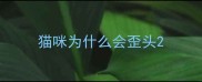猫咪为什么会歪头