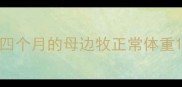 四个月的母边牧正常体重
