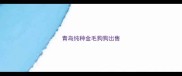 青岛纯种金毛狗狗出售