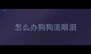 怎么办狗狗流眼泪
