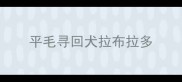 平毛寻回犬拉布拉多
