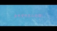 金毛受伤怎么处理