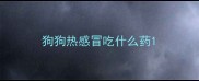 狗狗热感冒吃什么药