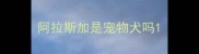 阿拉斯加是宠物犬吗