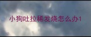 小狗吐拉稀发烧怎么办