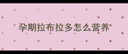 孕期拉布拉多怎么营养