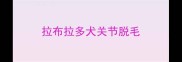 拉布拉多犬关节脱毛