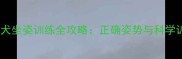 拉布拉多犬坐姿训练全攻略正确姿势与科学训练方法