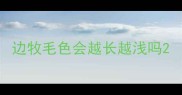 边牧毛色会越长越浅吗