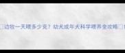 边牧一天喂多少克幼犬成年犬科学喂养全攻略