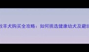 边境牧羊犬购买全攻略如何挑选健康幼犬及避坑指南