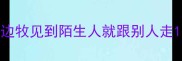边牧见到陌生人就跟别人走