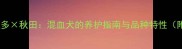 金毛拉布拉多秋田混血犬的养护指南与品种特性附专业攻略