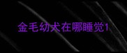 金毛幼犬在哪睡觉