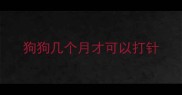 狗狗几个月才可以打针