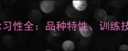 拉布拉多犬游泳习性全品种特性训练技巧与安全指南