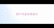 四个月金毛有多大