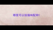 哪里可以给猫咪配种