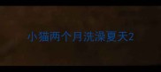 小猫两个月洗澡夏天