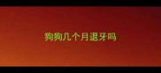 狗狗几个月退牙吗
