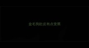 金毛狗肚皮有点变黑
