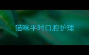 猫咪平时口腔护理