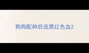 狗狗配种后流黑红色血