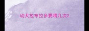 幼犬拉布拉多要喂几次