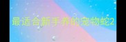 最适合新手养的宠物蛇