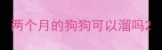 两个月的狗狗可以溜吗