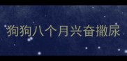 狗狗八个月兴奋撒尿