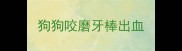 狗狗咬磨牙棒出血