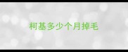 柯基多少个月掉毛