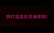 狗打疫苗后浑身哆嗦
