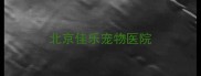北京佳乐宠物医院