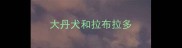 大丹犬和拉布拉多
