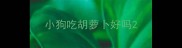小狗吃胡萝卜好吗
