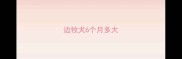 边牧犬6个月多大