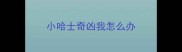 小哈士奇凶我怎么办
