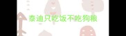 泰迪只吃饭不吃狗粮