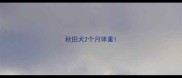 秋田犬2个月体重