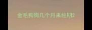 金毛狗狗几个月来经期