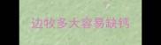 边牧多大容易缺钙
